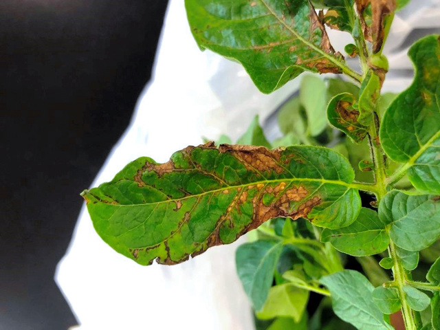 ジャガイモが倒れて枯れた 家庭菜園の敵は害虫だけではなかったという学び - 空と花の色