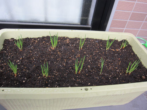 ワケギは「分球」で増やします。 - aiuのブログ