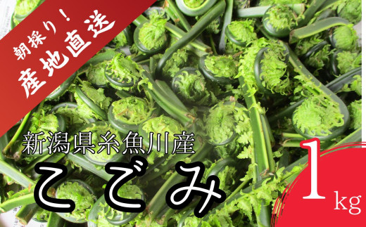 保存版 こごみの食べ方完全ガイド！野菜ソムリエがおいしく食べるコツを伝授 - macaroni