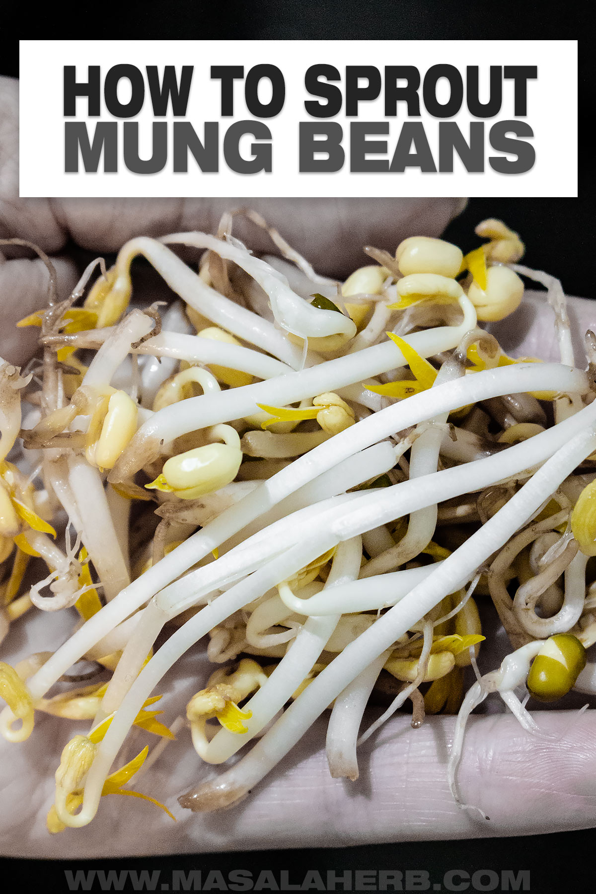 ケールの新芽 スプラウトかいわれ大根 味の感想や特徴など 野菜ブログ