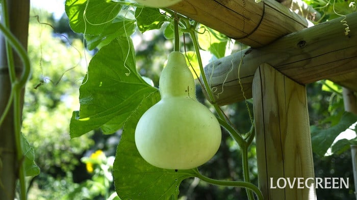 産地リポート 夏こそ食べたいトロトロ食感、冬瓜 - ふるさと探訪全農の情報誌Apron エプロン