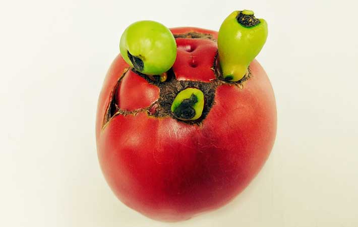 フルーツトマトのSOGA FARM トマトの世界 on X: 