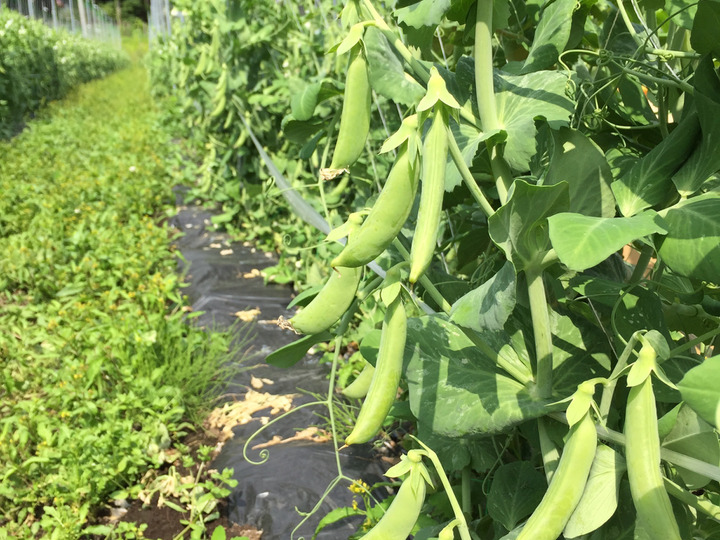 🍉おやこだま🍉Facebook