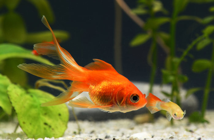 初心者向け・おすすめ金魚水槽セット10選選び方も教えます東京アクアガーデン