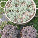 レンズ豆のビーンスプラウトとモッツァレッラチーズのサラダ