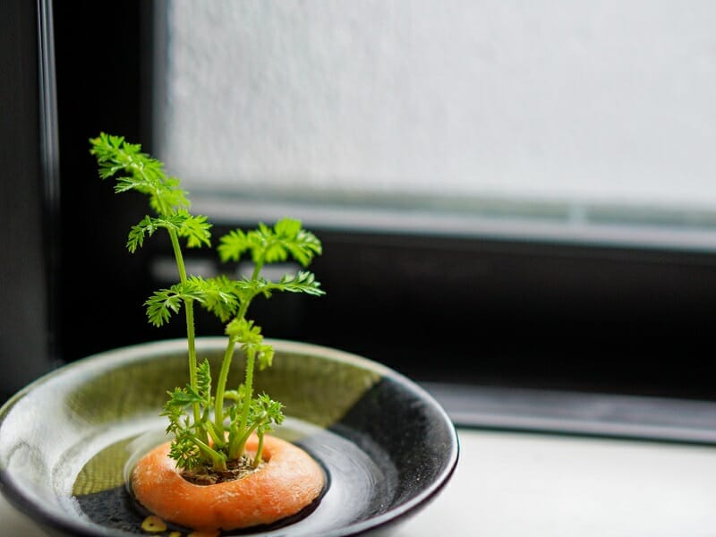 ニンジン 収穫！＆ セリ リボベジ経過 - pure dance goes on