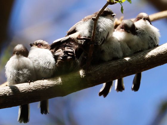 団子兄弟 . 前から撮りたかったエナガ団子 めっちゃ可愛かった💗 数枚撮ったらあっという間に どこかに飛んで行ったけど 撮れてよかった🥰 location:愛知県 2025.4📷Z6 NIKKOR Z 180-600mm f 5.6-6.3 VR エナガエナガ団子野鳥可愛いbirders_gallery