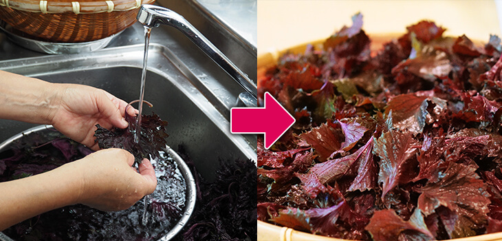 簡単失敗しない！もみしその作り方梅干しがキレイに漬かる長期常温保存可能