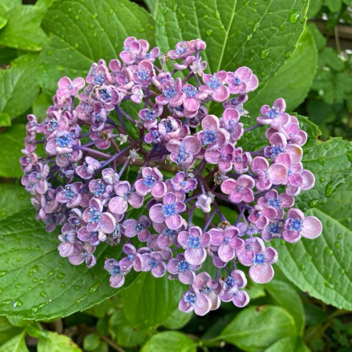 あじさいの種類のポップコーン 京都府 京都市182132673 の写真素材 - アフロ