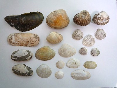 貝の進化の歴史とおおまかな分類恐竜化石に関するコラム 三葉虫,アンモナイト,サメの歯