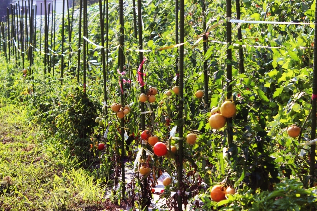 トマトの育て方☆植え付けと支柱 - 暇人主婦の家庭菜園：楽天ブログ
