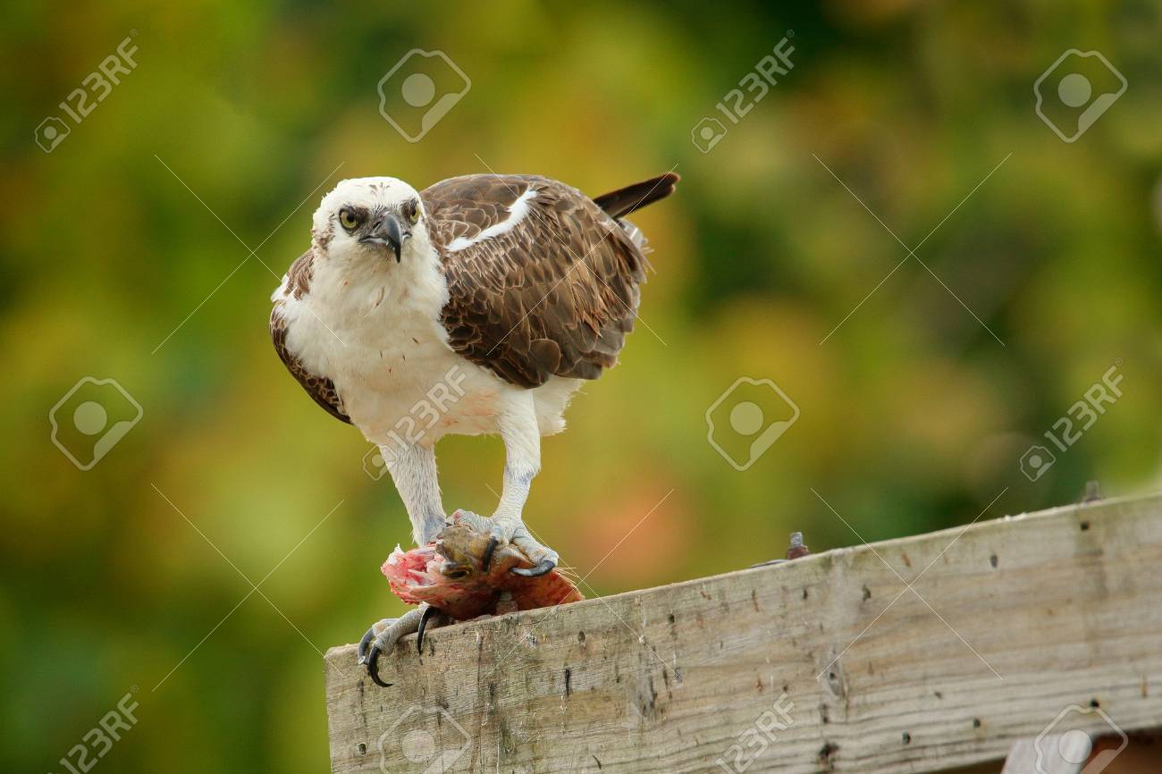 フィリピン 現地でぜったい食べたい！おいしいフィリピン料理