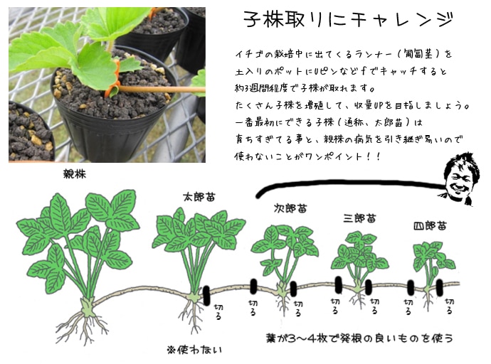 いちごの苗が急にしおれる以前いちごのランナーについて聞 園芸相談Q＆Aみんなの趣味の園芸