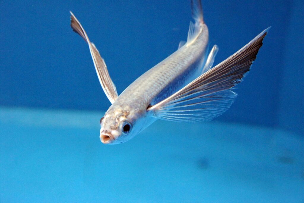 トビウオの刺身 島根県うちの郷土料理：農林水産省