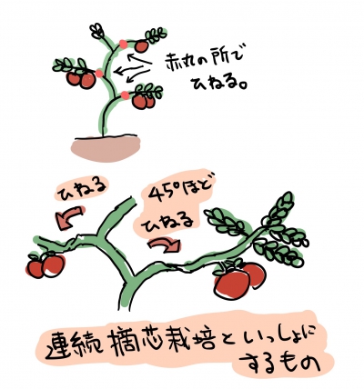トマトうま旨野菜苗 タキイの特選野菜苗タキイ種苗株式会社