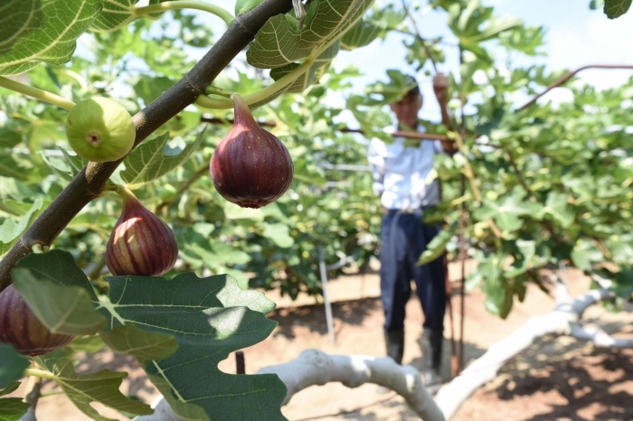 イチジクの育て方美味しく育てるいちじく栽培鉢植え方法 家庭菜園