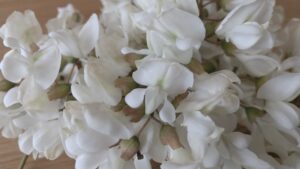 アカシアの花あいしてあきた 旨い店