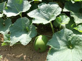 福岡ミミズ日記: 奥手の冬瓜、１１月も近づいたので最終収穫にしよう。１種類の冬瓜の種からなぜ２種類の形が出来た