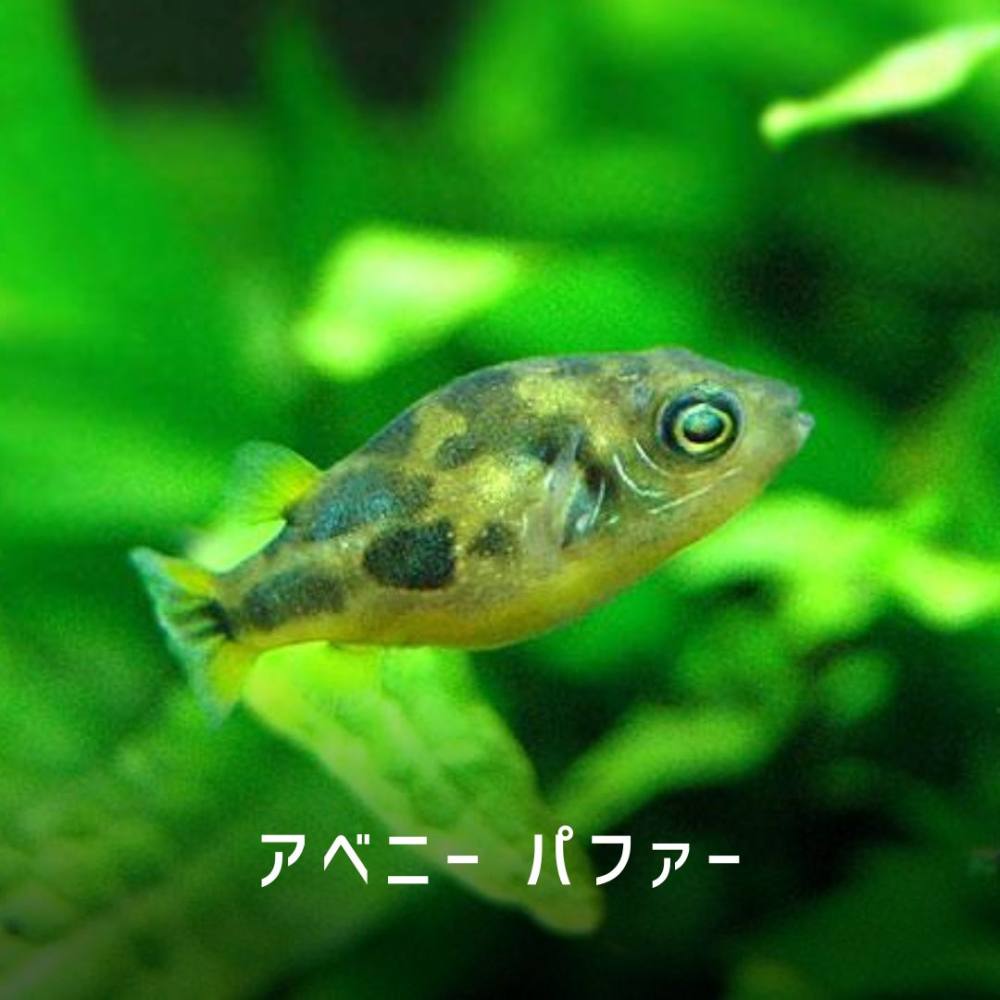 フグの飼育に挑戦してみませんか？: 初心者でも出来るフグの飼育に挑戦