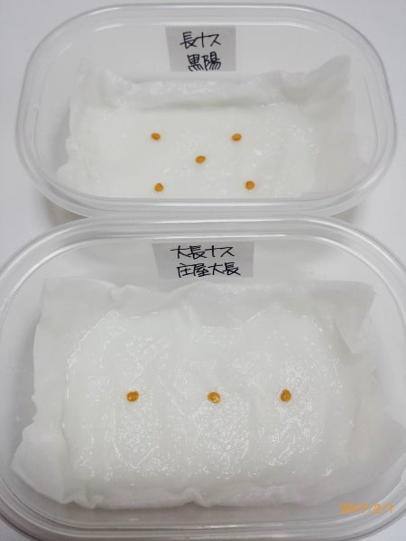 ナス 発芽温度ナスの育て方.com