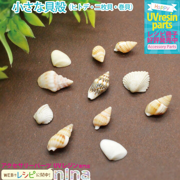 巻貝 まる型の貝 詳細ページ