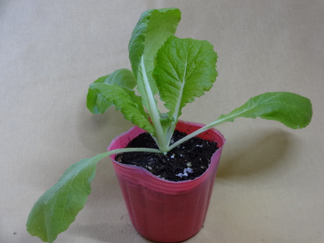 ミニ白菜の丸ごと煮込み – ヨコハマやさいレシピ