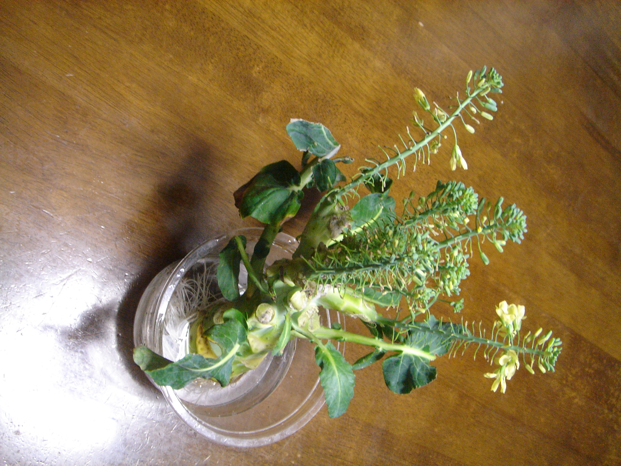 スティックセニョールに花が: やさい畑につかまって