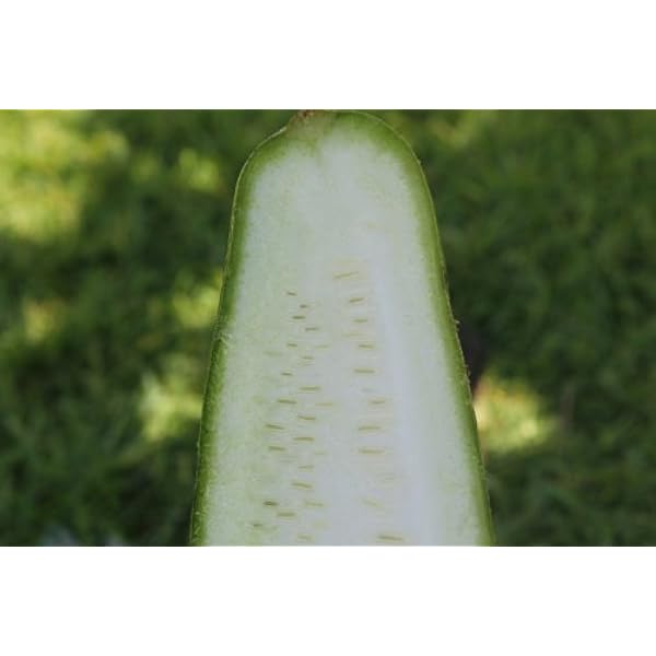 トカドヘチマ 十角糸瓜