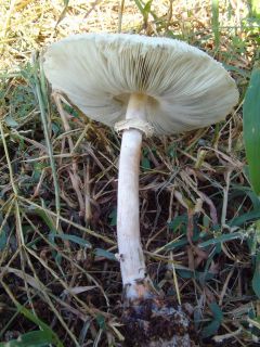 マツタケの仲間「シロマツタケモドキ」を食べると脳が混線してバグる野食ハンマープライス