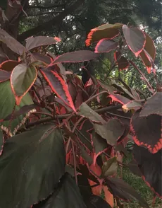 アカリファ公園へ行こう