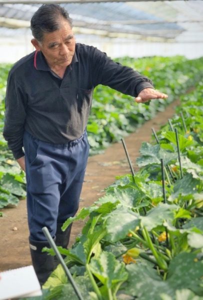 ズッキーニの育て方・栽培方法失敗しない栽培レッスン 野菜 サカタのタネ 家庭菜園・園芸情報サイト 園芸通信
