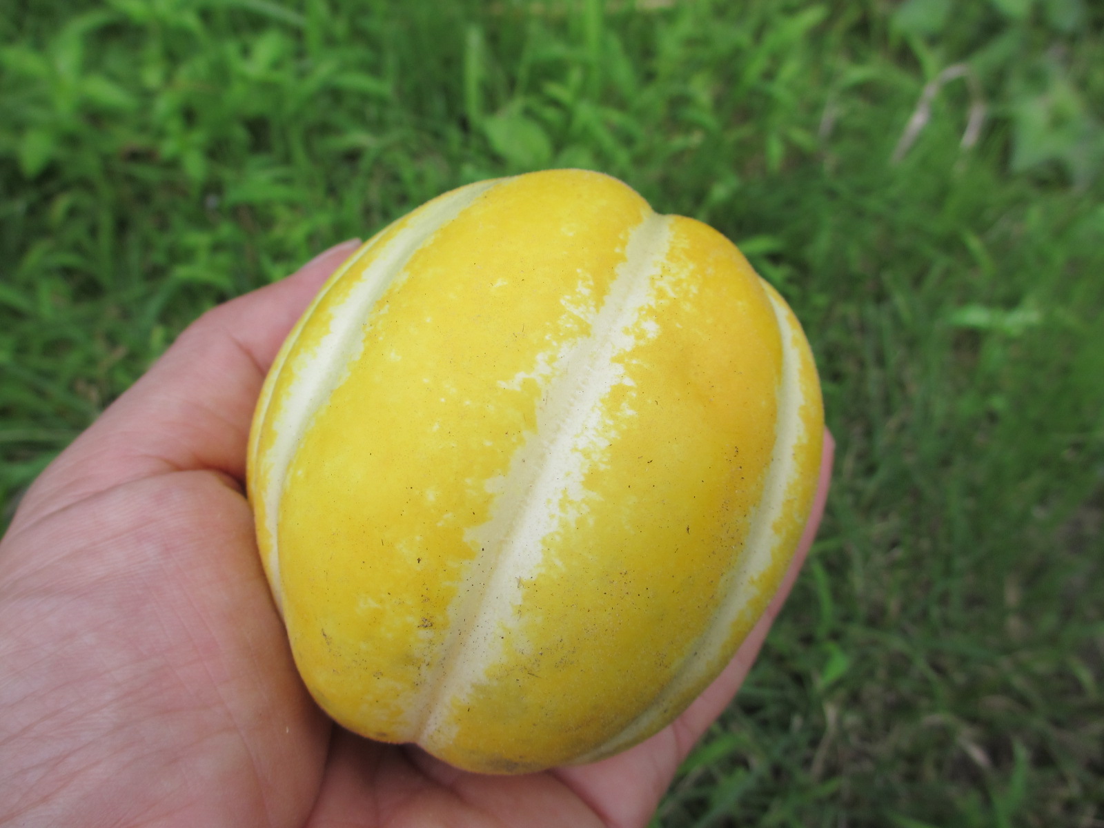 和歌山産 黄まっか まくわうり 4kg マクワウリお中元ギフト約4kg ６〜12玉