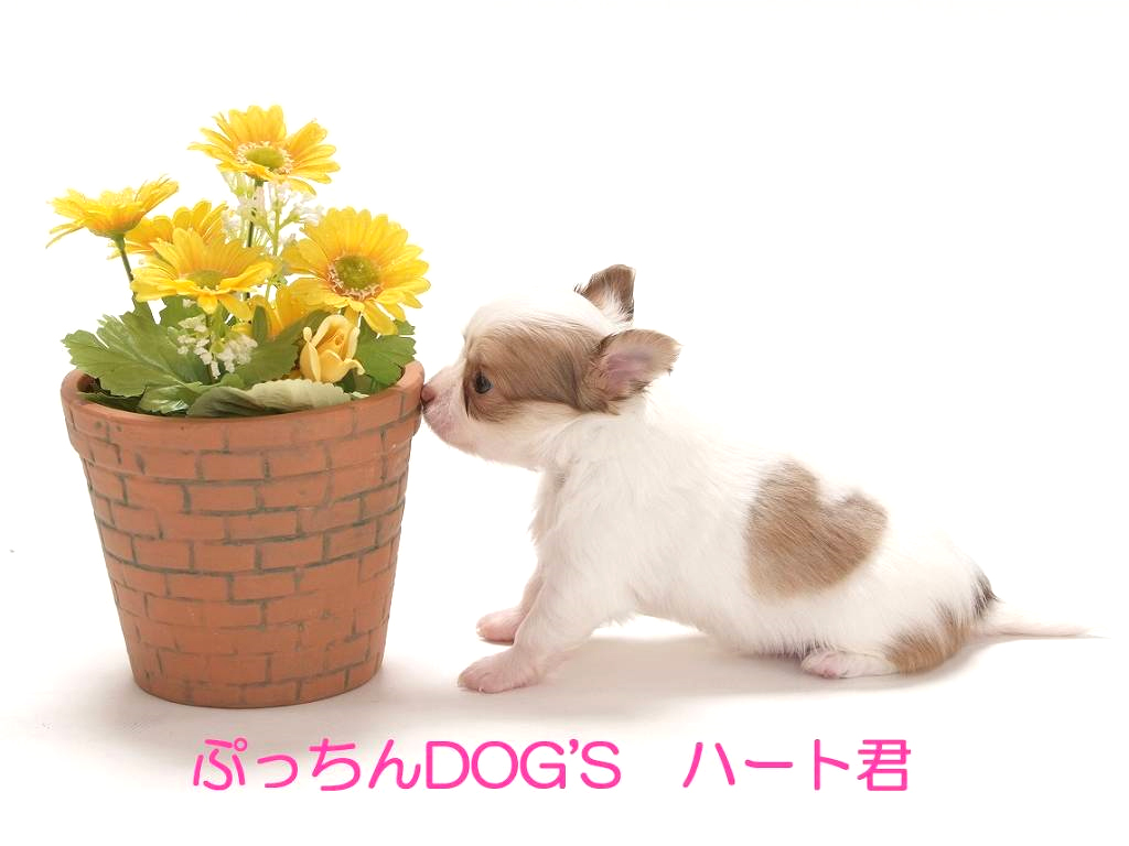 わんちゃんとおでかけとんとんの丘 もちぶた館フレンチブルドッグ とらじろうのいる生活