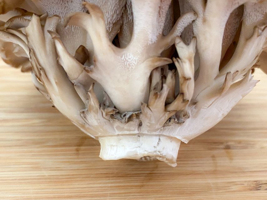 まいたけの石づき 根元 はどこまで切るの？きのこの疑問に答えるシリーズ関東きのこの会