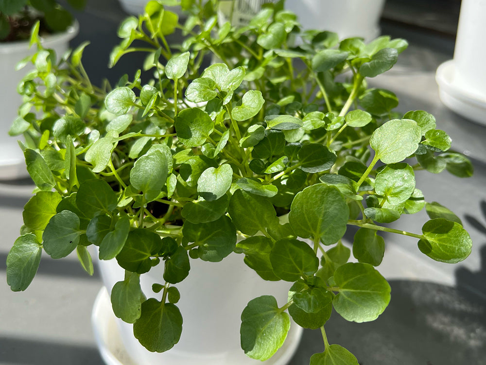 クレソン栽培、始めます！！というかまだ実験！！食べチョク産地直送 産直 お取り寄せ通販 - 農家・漁師から旬の食材を直送