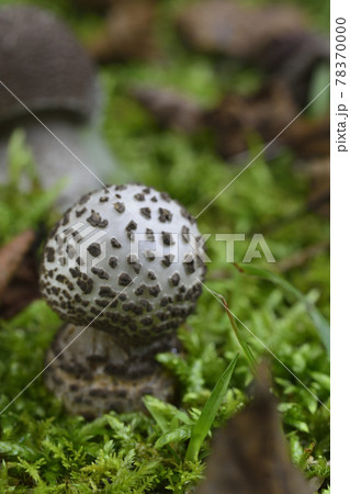 シメジ 湿地 とれたて大百科食や農を学ぶJAグループ