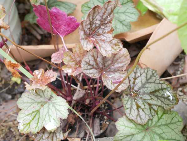 紅葉いちご葉のブーケ🍁 🍓苺って、根本 クラウンといいます が少し赤いの知ってますか❓それに栄養が足りないと元気でも茎が赤くなるのですが枯れかけの 葉っぱも紅くなったあと、枯れます🍂 体のなかに隠してますが、苺は全身、赤くなろうとしているみたいです