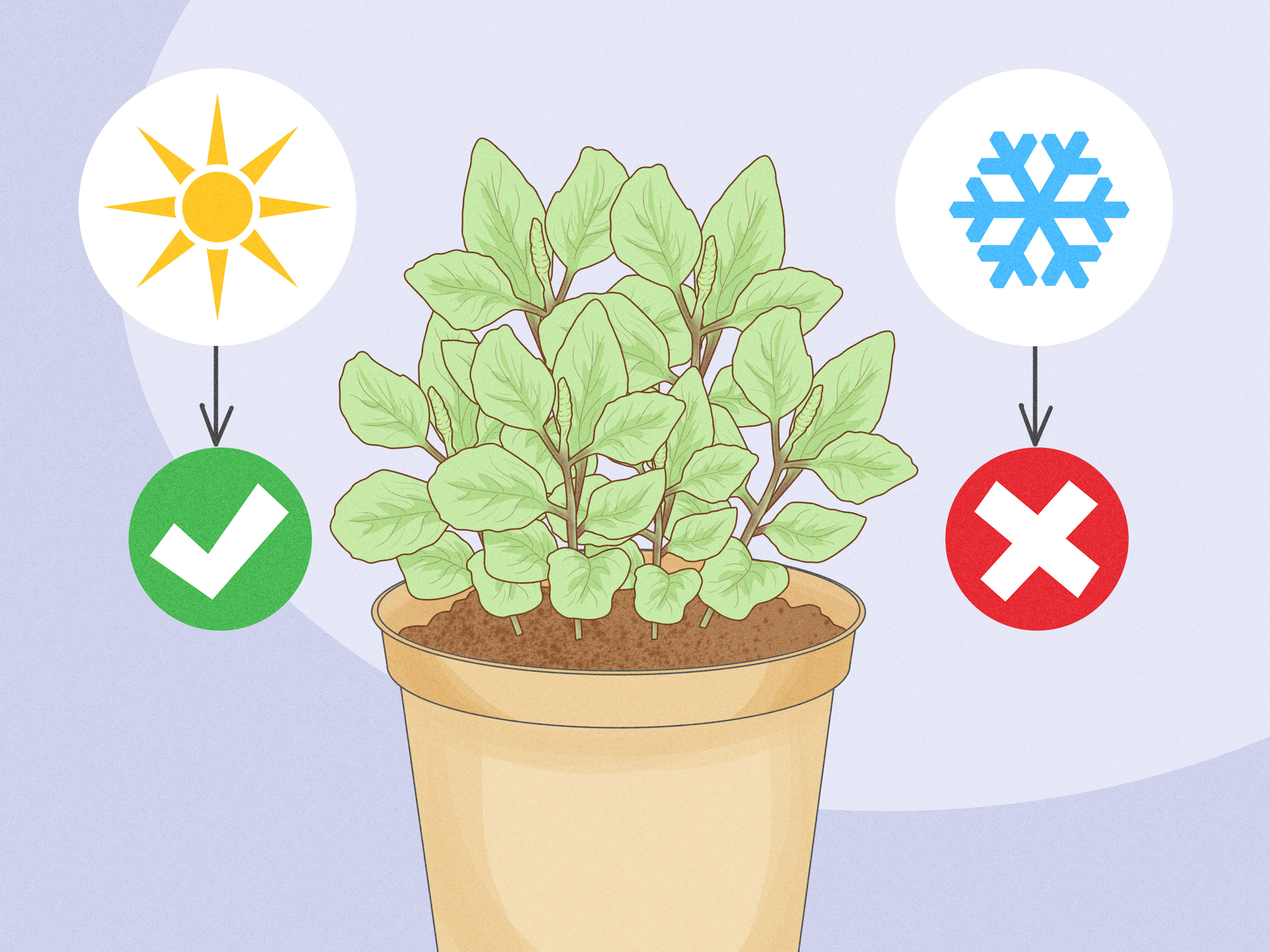 バジルを元気に育てる方法を専門家が伝授。屋内外での育て方から収穫方法まで