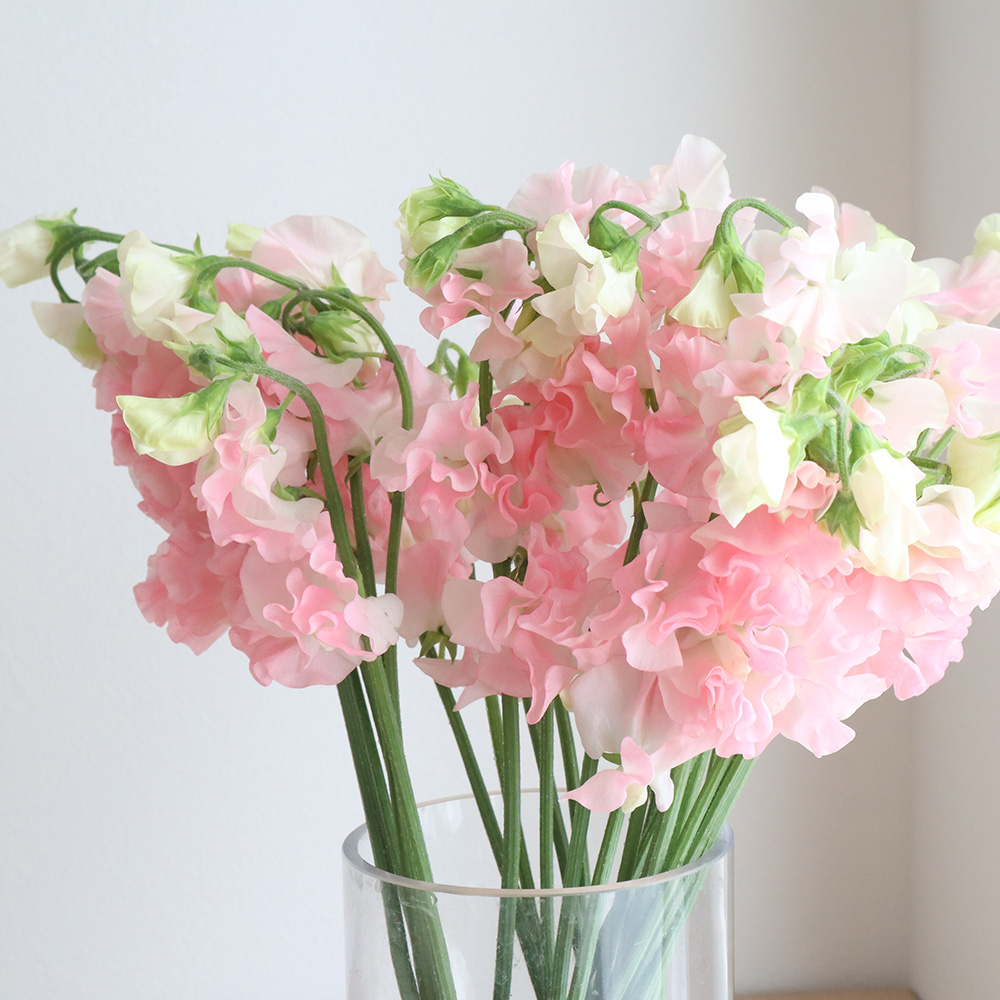 スイートアリッサム 『ピンク』Flower Species,アリッサムJunk sweet Garden tef*tef*