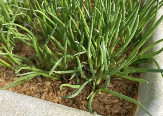 ワケギ 分葱 の育て方・栽培方法LOVEGREEN ラブグリーン