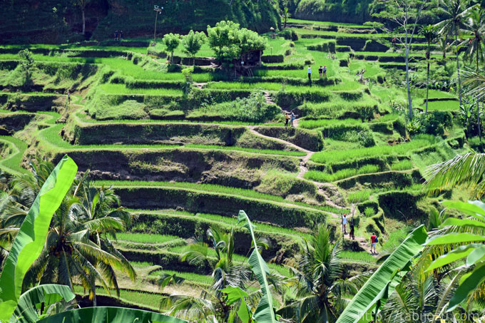 テガラランライステラス口コミ！入場料、ブランコ、ランチカフェ、1人は辛いよレビュー - 旅好きアラサー女子の世界一周ブログ