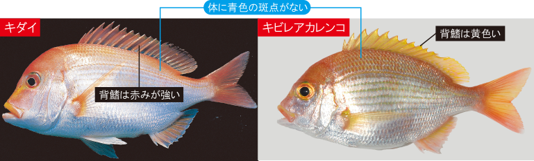 鯛の種類藤花日記