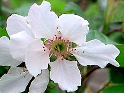 花粉症」から「果物アレルギー」へ 気を付けたい口腔アレルギー症候群 重篤な症状が出ることもまいどなニュース