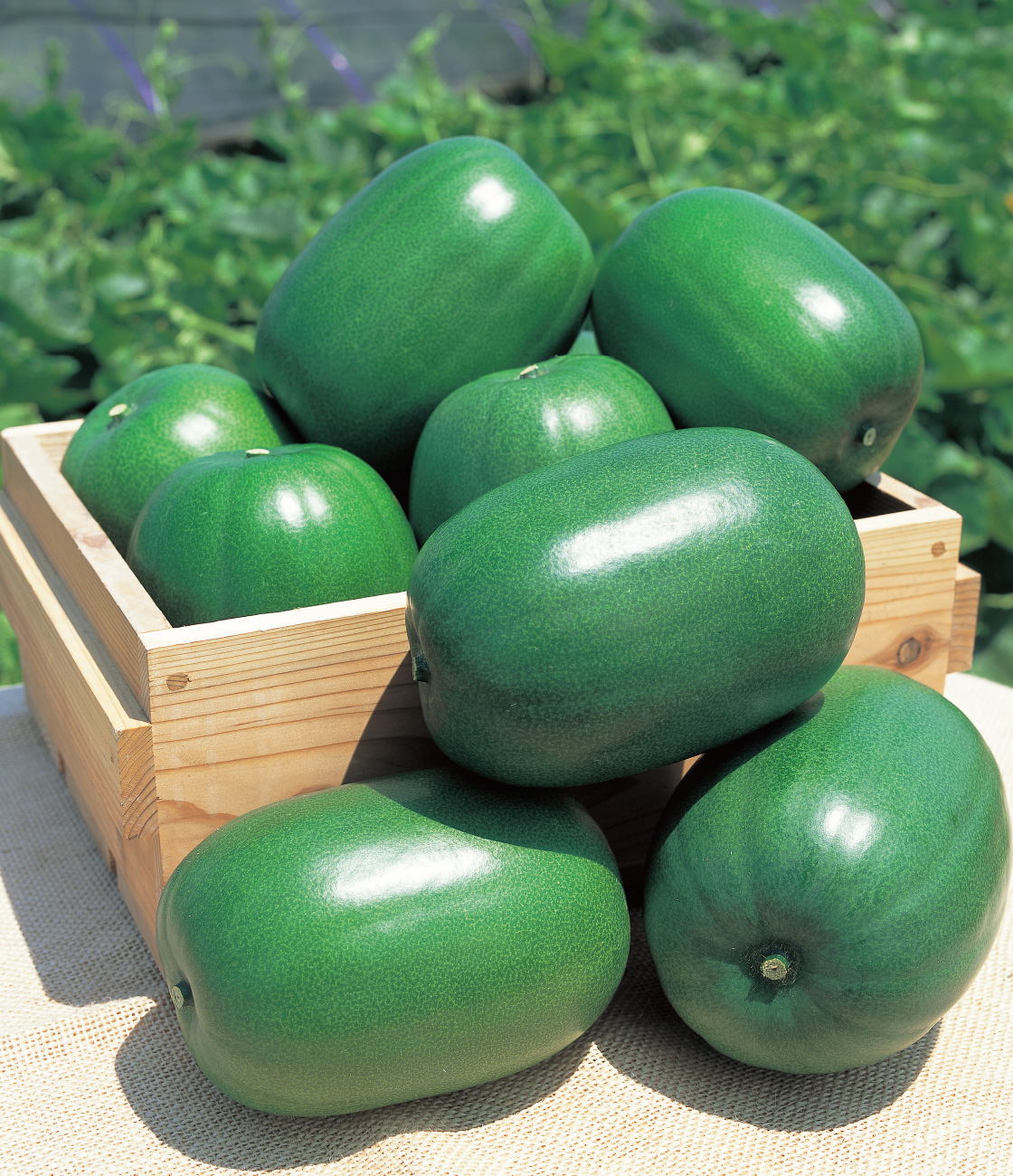 食卓からはじまる住まいの元気 「ウリ科の野菜」編 – KTVハウジング