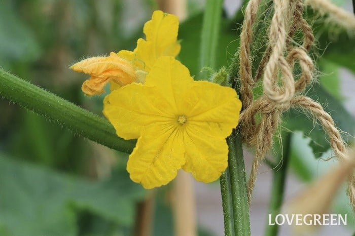 きゅうりの花が咲かない5つの原因と対策