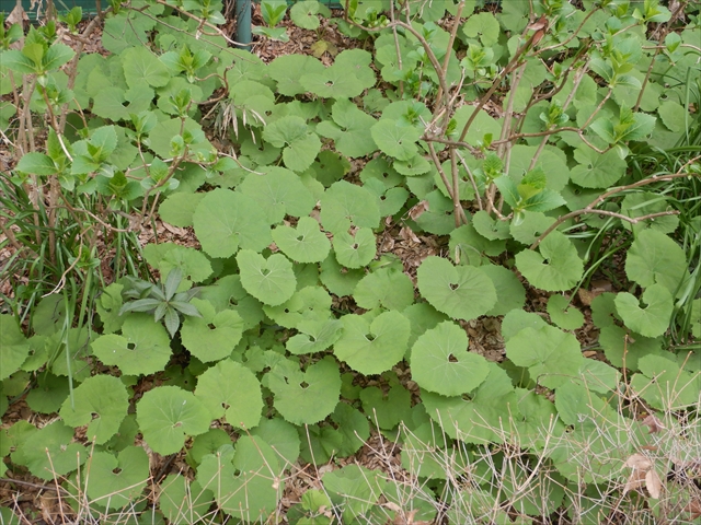 フキノトウをとって食べる。花が開いたのも食べる東京でとって食べる生活