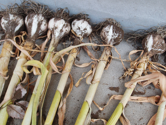 ニンニク収穫後の長期保存方法 自分がやってるニンニク収穫後の長期保存方法とニンニクの縛り方・吊し方人間ついて説明！How to storegarlic - YouTube