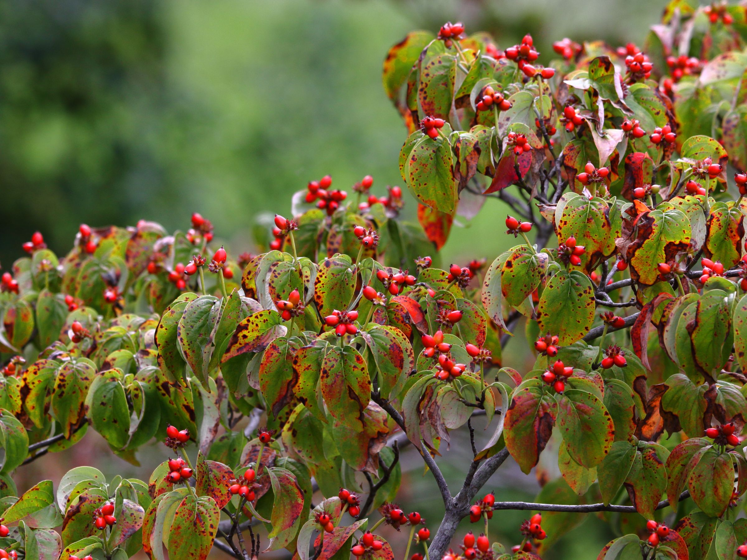 ハナミズキの実こぎつねさんぽに出かけよう