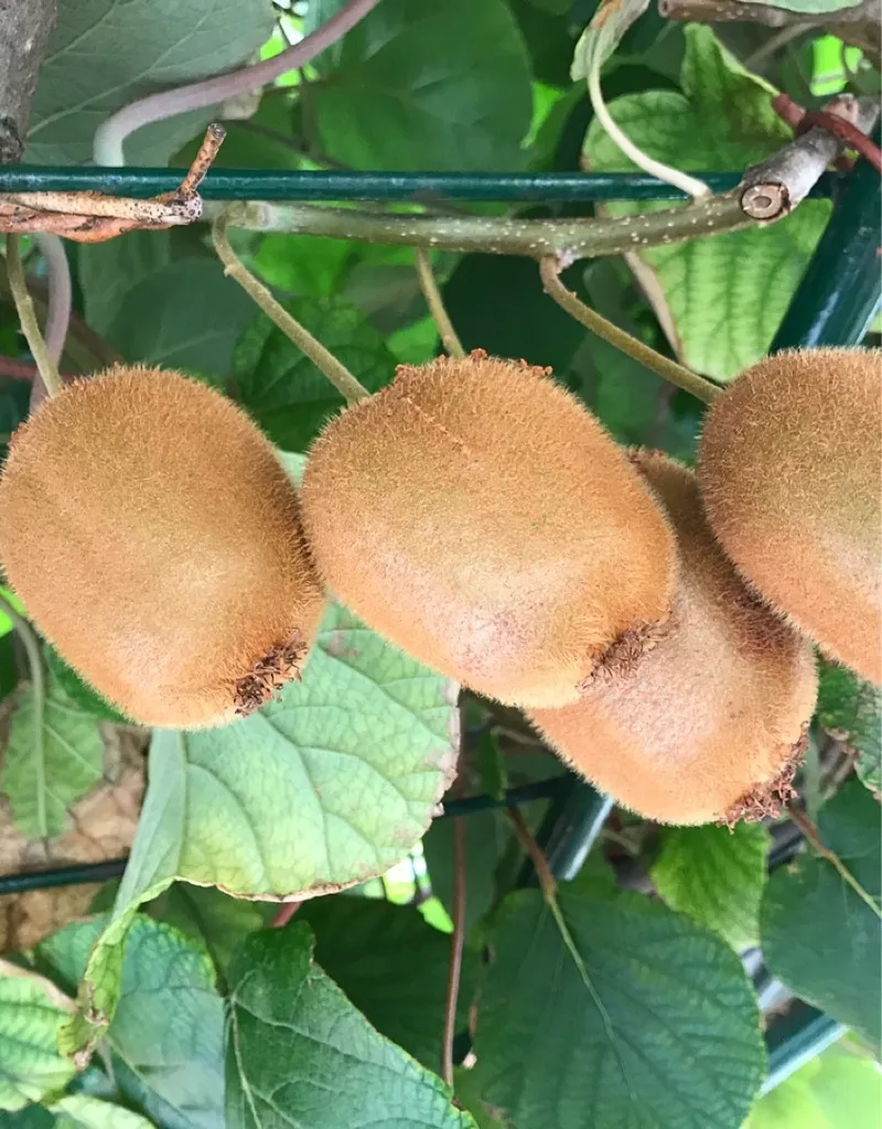 キウイローズ花言葉TikTok