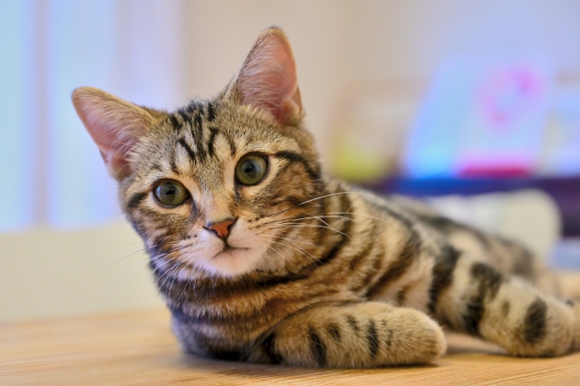 猫は魚が好き」これって日本だけ?!海外だとどうなの？ねこちゃんホンポ